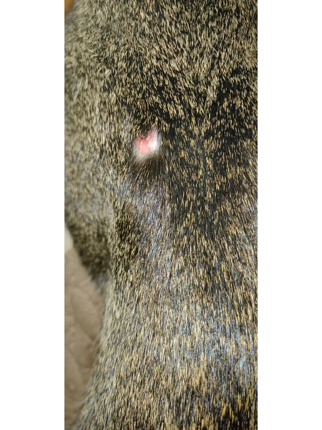 开云-"鯾8*2?镩?痢j"諑埶C莟D的简单介绍